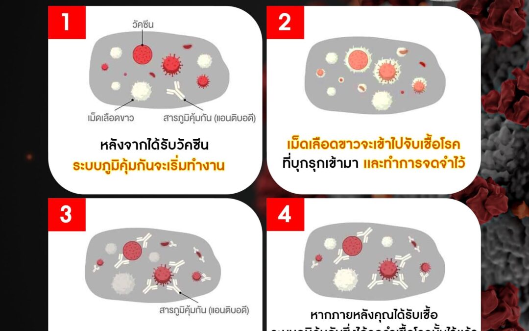 วัคซีนทำงานอย่างไร