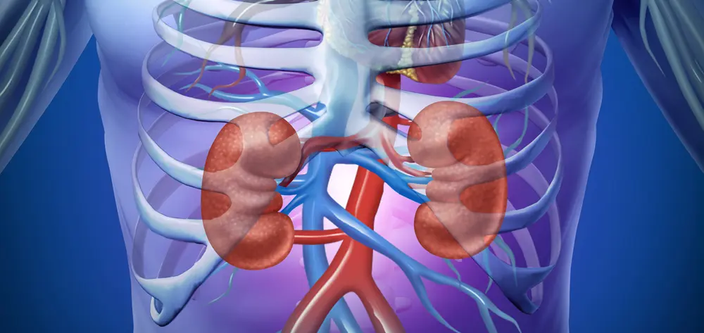 Kidney CKD